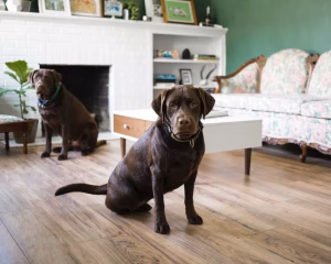 two-brown-dogs